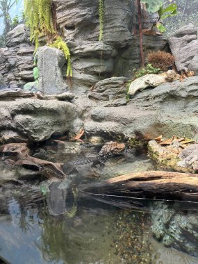 Amerika 'daki Chicago Akvaryumu' nda küçük bir timsah.