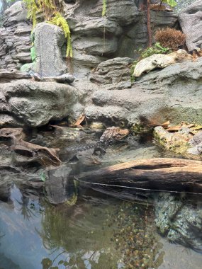 Amerika 'daki Chicago Akvaryumu' nda küçük bir timsah.