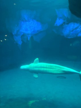 Amerika 'daki Chicago akvaryumunda farklı balıklar var.