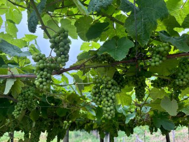 Orio, Bask bölgesinde txakoli şarabı yapmak için üzüm bağları