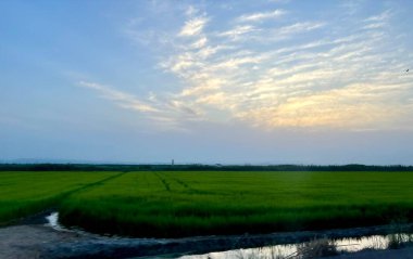 Valencia Albufera 'nın pirinç tarlalarında gün batımı