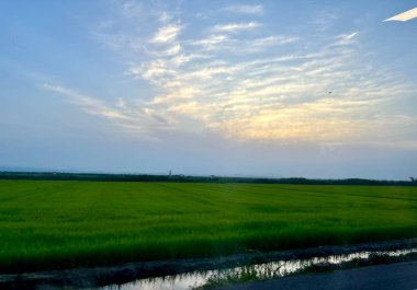 Valencia Albufera 'nın pirinç tarlalarında gün batımı
