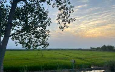 Valencia Albufera 'nın pirinç tarlalarında gün batımı