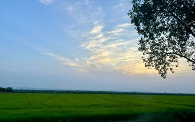 Valencia Albufera 'nın pirinç tarlalarında gün batımı