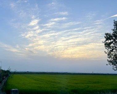Valencia Albufera 'nın pirinç tarlalarında gün batımı