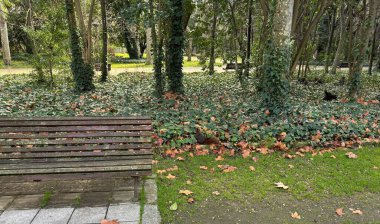 kırmızı sincap Valladolid 'de bir parkta