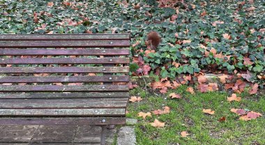 kırmızı sincap Valladolid 'de bir parkta