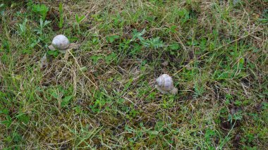 Estonya 'daki Muhu adasında salyangozlar