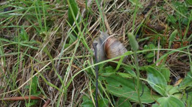 Estonya 'daki Muhu adasında salyangozlar
