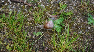 Estonya 'daki Muhu adasında salyangozlar