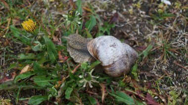Estonya 'daki Muhu adasında salyangozlar