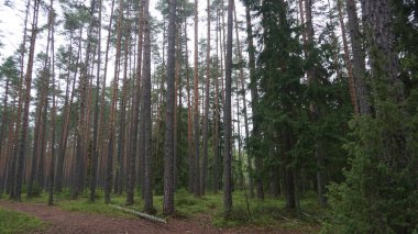 Estonya, Avrupa 'daki Tallinn' den 70 km uzaklıktaki Lahemaa Ulusal Parkı 'ndaki doğa manzaraları