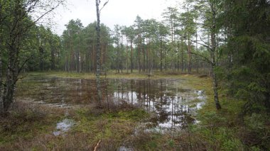 Estonya, Avrupa 'daki Tallinn' den 70 km uzaklıktaki Lahemaa Ulusal Parkı 'ndaki doğa manzaraları