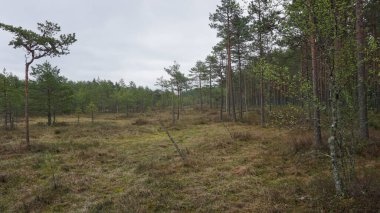 Estonya, Avrupa 'daki Tallinn' den 70 km uzaklıktaki Lahemaa Ulusal Parkı 'ndaki doğa manzaraları