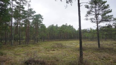 Estonya, Avrupa 'daki Tallinn' den 70 km uzaklıktaki Lahemaa Ulusal Parkı 'ndaki doğa manzaraları