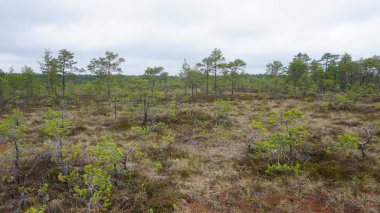Estonya, Avrupa 'daki Tallinn' den 70 km uzaklıktaki Lahemaa Ulusal Parkı 'ndaki doğa manzaraları