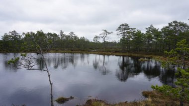 Estonya, Avrupa 'daki Tallinn' den 70 km uzaklıktaki Lahemaa Ulusal Parkı 'ndaki doğa manzaraları