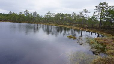 Estonya, Avrupa 'daki Tallinn' den 70 km uzaklıktaki Lahemaa Ulusal Parkı 'ndaki doğa manzaraları