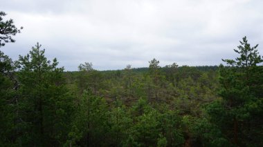 Estonya, Avrupa 'daki Tallinn' den 70 km uzaklıktaki Lahemaa Ulusal Parkı 'ndaki doğa manzaraları