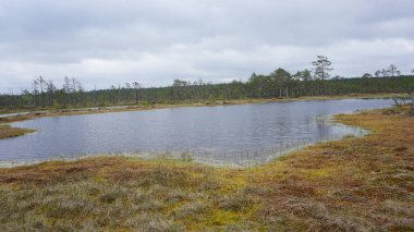 Estonya, Avrupa 'daki Tallinn' den 70 km uzaklıktaki Lahemaa Ulusal Parkı 'ndaki doğa manzaraları