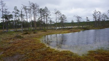 Estonya, Avrupa 'daki Tallinn' den 70 km uzaklıktaki Lahemaa Ulusal Parkı 'ndaki doğa manzaraları