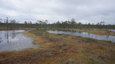 Estonya, Avrupa 'daki Tallinn' den 70 km uzaklıktaki Lahemaa Ulusal Parkı 'ndaki doğa manzaraları