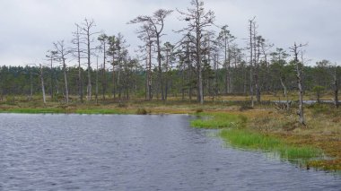 Estonya, Avrupa 'daki Tallinn' den 70 km uzaklıktaki Lahemaa Ulusal Parkı 'ndaki doğa manzaraları