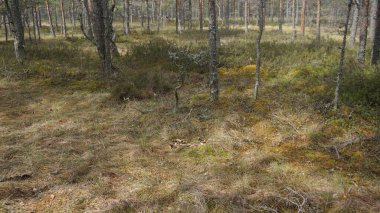 Estonya, Avrupa 'daki Tallinn' den 70 km uzaklıktaki Lahemaa Ulusal Parkı 'ndaki doğa manzaraları