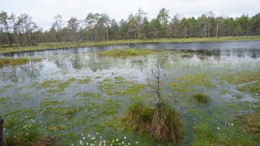 Estonya, Avrupa 'daki Tallinn' den 70 km uzaklıktaki Lahemaa Ulusal Parkı 'ndaki doğa manzaraları