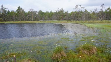 Estonya, Avrupa 'daki Tallinn' den 70 km uzaklıktaki Lahemaa Ulusal Parkı 'ndaki doğa manzaraları
