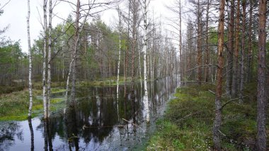 Estonya, Avrupa 'daki Tallinn' den 70 km uzaklıktaki Lahemaa Ulusal Parkı 'ndaki doğa manzaraları