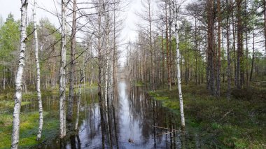 Estonya, Avrupa 'daki Tallinn' den 70 km uzaklıktaki Lahemaa Ulusal Parkı 'ndaki doğa manzaraları