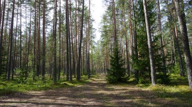 Estonya, Avrupa 'daki Tallinn' den 70 km uzaklıktaki Lahemaa Ulusal Parkı 'ndaki doğa manzaraları