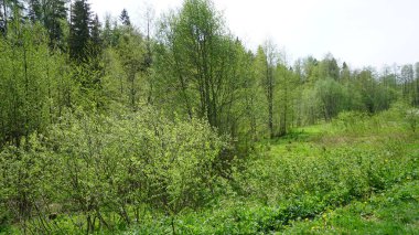 Ormanda küçük bir ağaç olan bahar manzarası, Rusya
