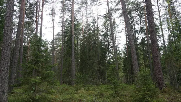 Estonya, Avrupa 'daki Tallinn' den 70 km uzaklıktaki Lahemaa Ulusal Parkı 'ndaki doğa manzaraları