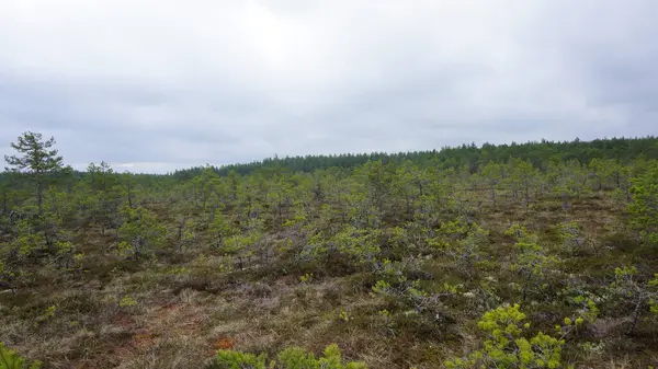 Estonya, Avrupa 'daki Tallinn' den 70 km uzaklıktaki Lahemaa Ulusal Parkı 'ndaki doğa manzaraları