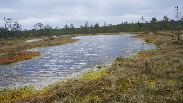 Estonya, Avrupa 'daki Tallinn' den 70 km uzaklıktaki Lahemaa Ulusal Parkı 'ndaki doğa manzaraları