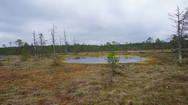 Estonya, Avrupa 'daki Tallinn' den 70 km uzaklıktaki Lahemaa Ulusal Parkı 'ndaki doğa manzaraları