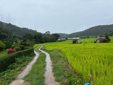 Doi Inthanon Ulusal Parkı 'nda teras pirinç tarlaları, Chiang Mai, Tayland, Asya yakınlarında.