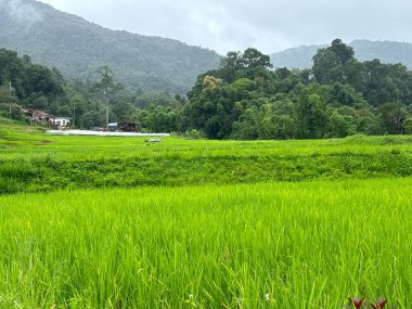 Doi Inthanon Ulusal Parkı 'nda teras pirinç tarlaları, Chiang Mai, Tayland, Asya yakınlarında.