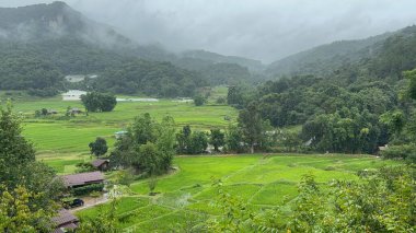 Doi Inthanon Ulusal Parkı 'nda teras pirinç tarlaları, Chiang Mai, Tayland, Asya yakınlarında.