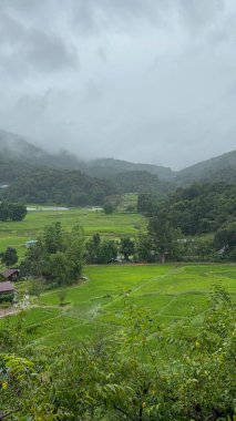 Doi Inthanon Ulusal Parkı 'nda teras pirinç tarlaları, Chiang Mai, Tayland, Asya yakınlarında.