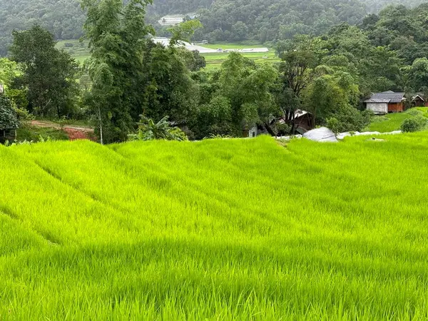 Doi Inthanon Ulusal Parkı 'nda teras pirinç tarlaları, Chiang Mai, Tayland, Asya yakınlarında.