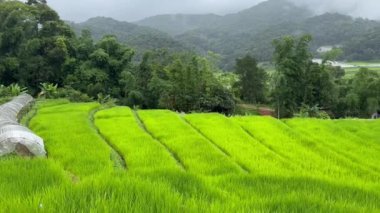 Yağmur mevsiminde pirinç terası.