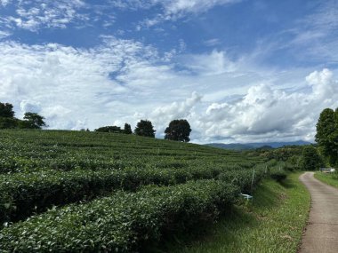 Kuzey Tayland, Asya 'daki Chiang Mai dağlarındaki organik çay çiftliği.