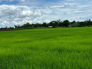 Kuzey Tayland, Asya 'da Chiang Rai' de pirinç yetiştirme tarlaları