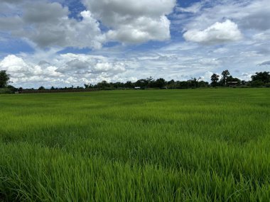 Kuzey Tayland, Asya 'da Chiang Rai' de pirinç yetiştirme tarlaları