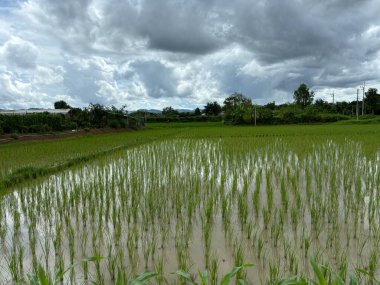 Kuzey Tayland, Asya 'da Chiang Rai' de pirinç yetiştirme tarlaları