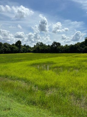 Siem Reap, Kamboçya, Asya yakınlarında palmiye ağaçları olan pirinç tarlaları