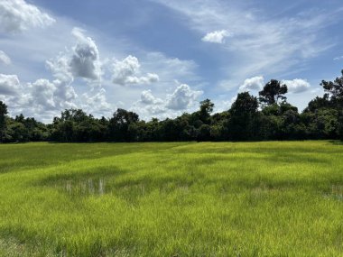 Siem Reap, Kamboçya, Asya yakınlarında palmiye ağaçları olan pirinç tarlaları